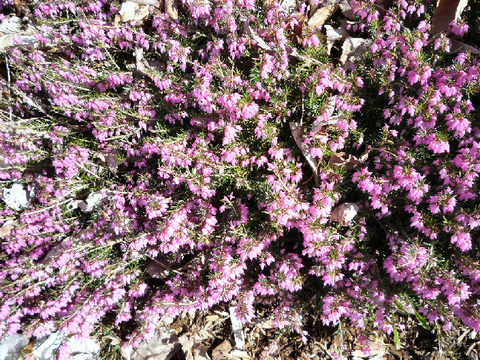 Arboretum en fleur (3)