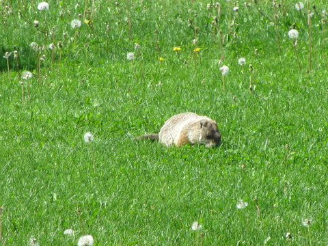 le jour  de   la marmotte