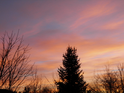 Le paysage et arbres dans mon coin