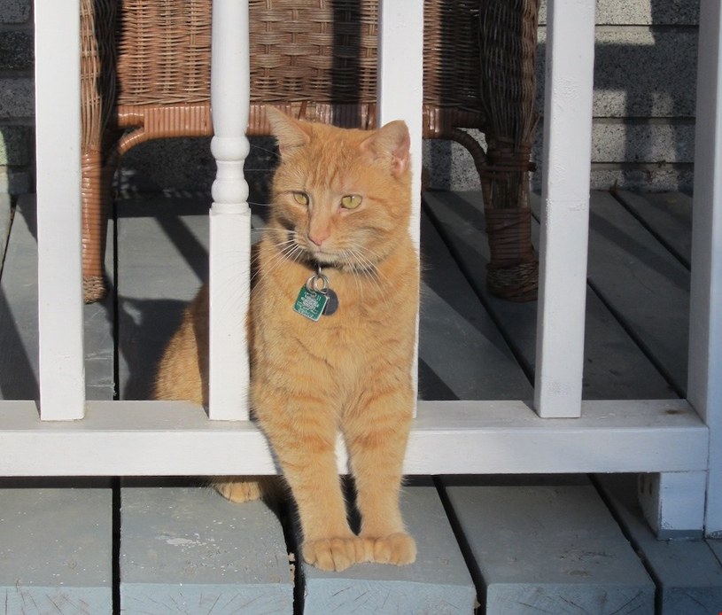 Des chats disparaissent mystérieusement dans le secteur Gouin et James de Richmond !