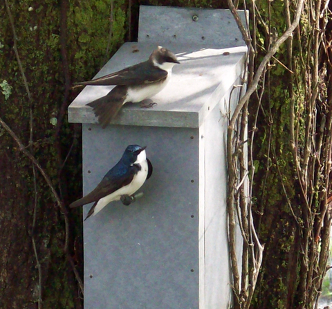 Un couple d'hirondelle bicolore