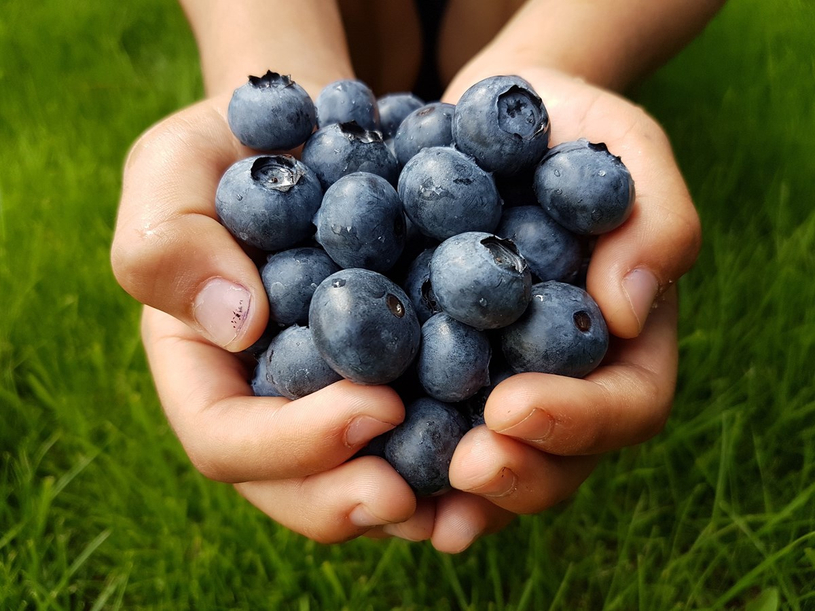 Des outils pour manger local dans le Val-Saint-François