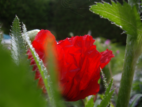 naissance d'un pavot
