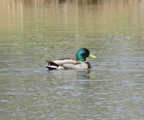 huard