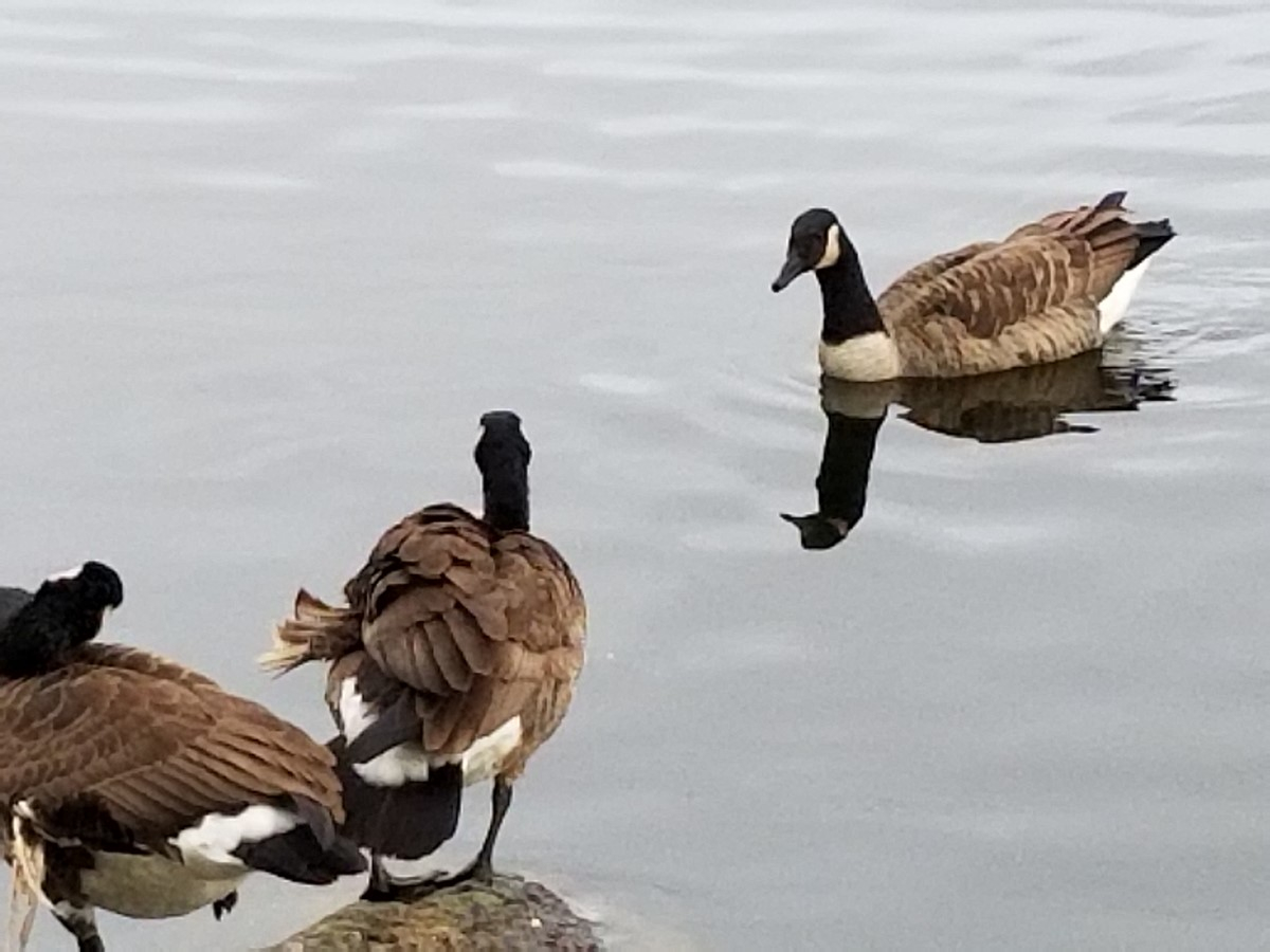 Premier week-end prometteur pour le festival des oiseaux migrateurs