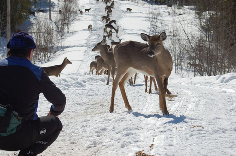 Beaucoup de cerfs de virginie