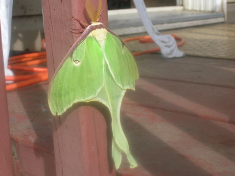 papillon lune