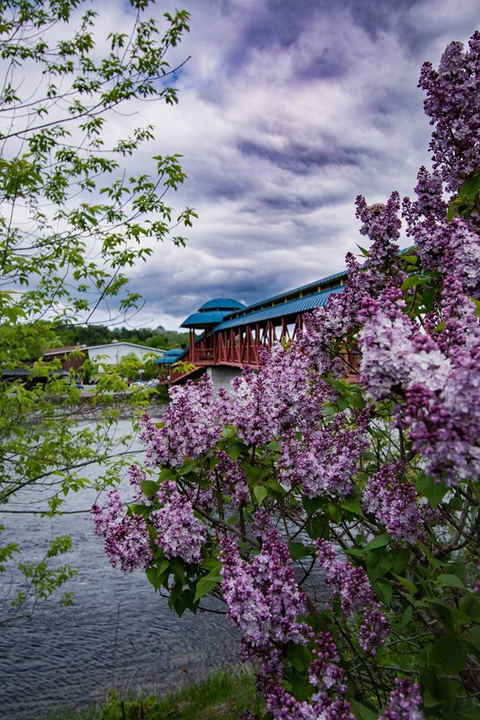 Lilas des passerelles 
