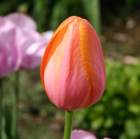 Fleurs du printemps