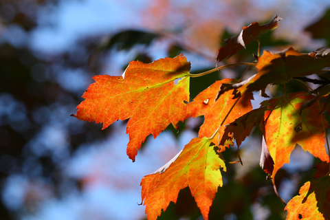 voilà les belles couleurs