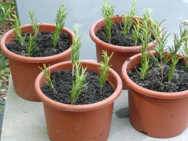 Troc de boutures au Marché champêtre de Melbourne