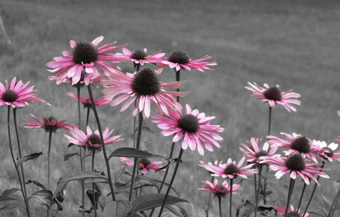 fleur sortie de l'ombre