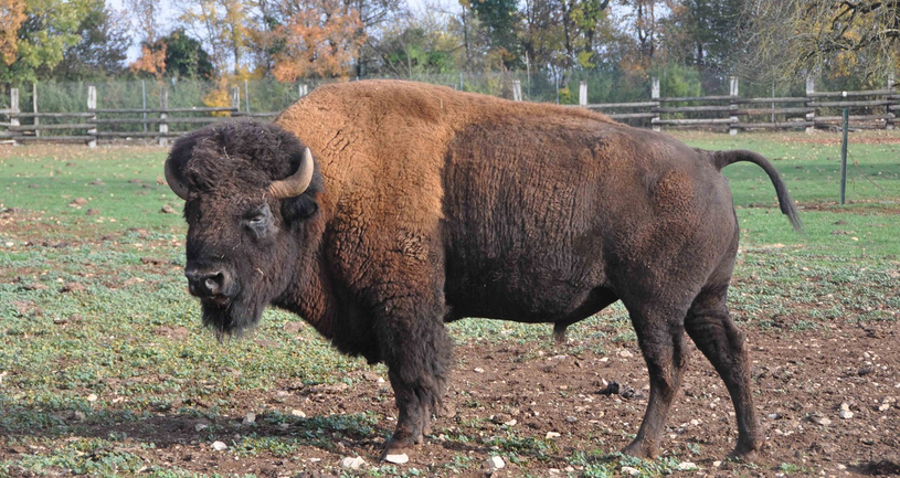 Les billets du Bison en fête de St-Claude sont en vente 