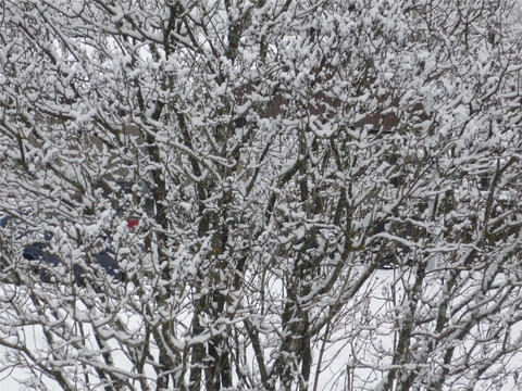 Mère Nature se prépare pour Noël