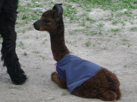 Arnaud
