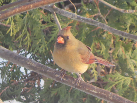 Cardinal femelle