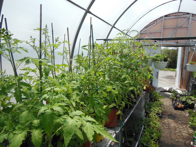 Vente de plants de la Coop Jardi-Serre les 27 et 28 mai
