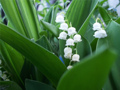 oeillets