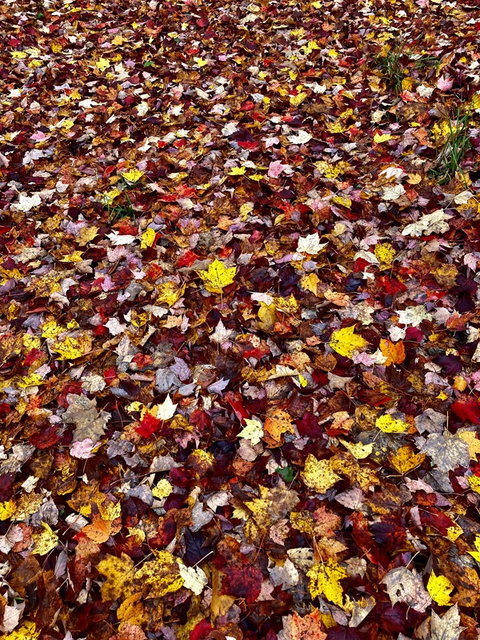 Le plus beau des tapis