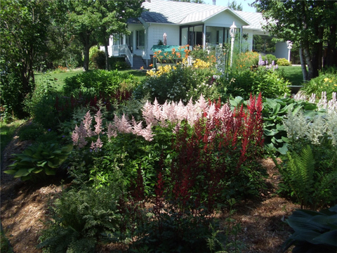 Astilbes multicolores