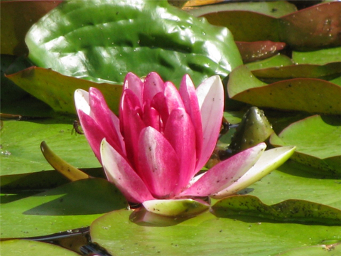 nénuphar rose