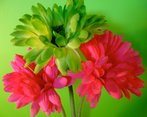 Fleurs colorées