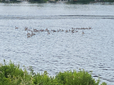 Visite de canards