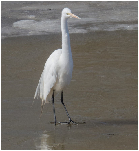 Grande Aigrette