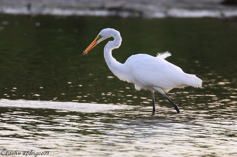 Grande aigrette 
