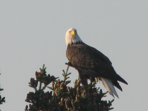 Un bel oiseau
