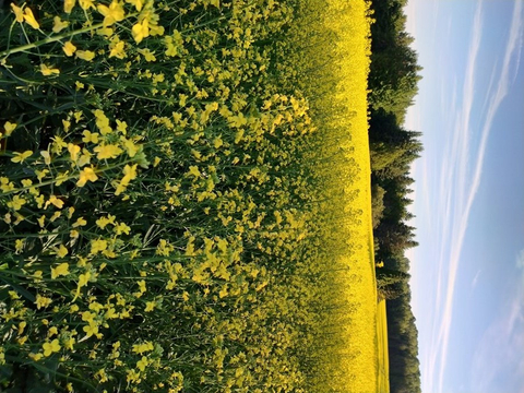 Champs de canola
