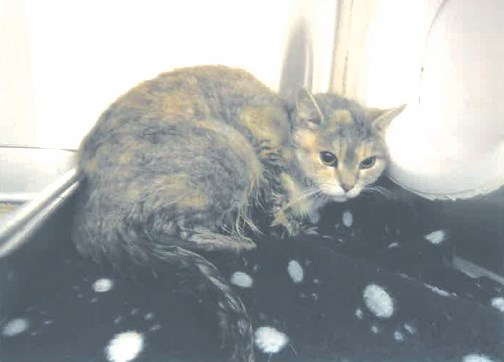 Une dame de Valcourt condamnée pour abandon de son chat