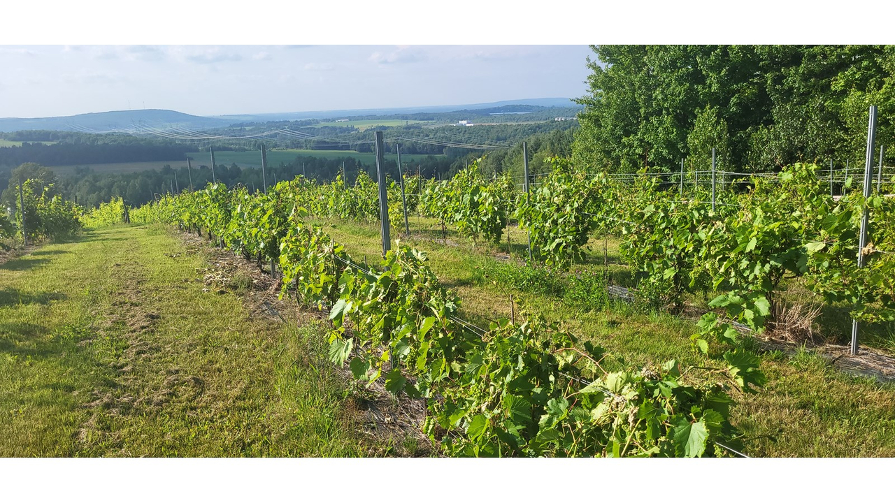 Juché sur de grandes terres au sommet du 35 chemin Gallup dans un secteur rural de la petite municipalité de Danville, le vignoble La Vallée des Nuages est devenue un incontournable du secteur commercial et touristique de la MRC des Sources.