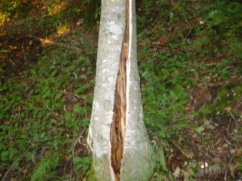 arbre cassé