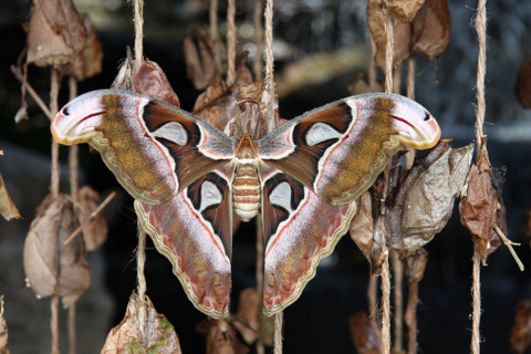 Papillon cobra