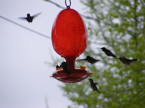 Colibris