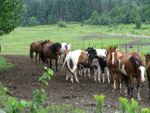 Chevaux a Notre- Dame