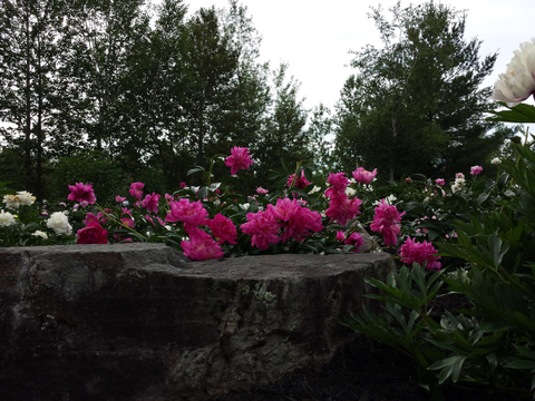 pivoine