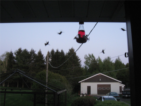 petits colibris