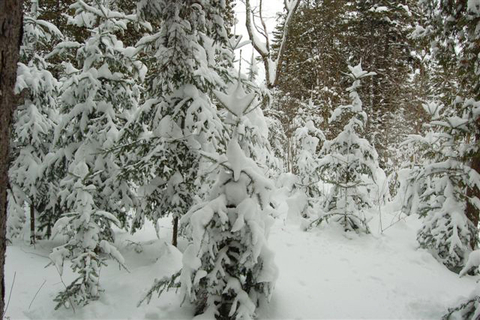 Paysage d'hiver