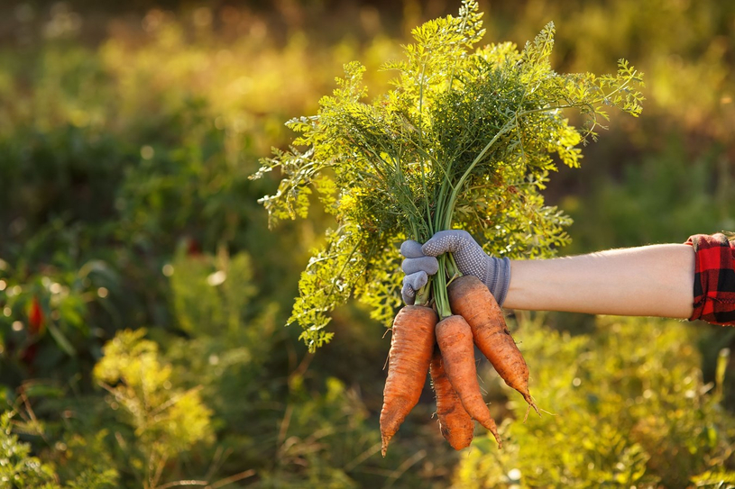 Des carottes pour Moisson Estrie grâce au travail des bénévoles