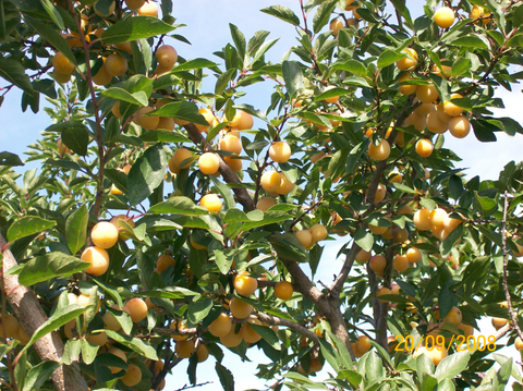 Abondance de petites prunes au Verger à Ti-Paul