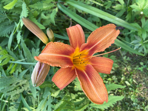 Fleur