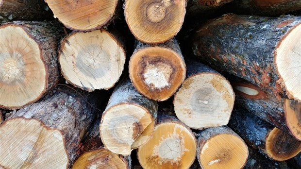 Les propriétaires forestiers font le choix de la mise en marché collective