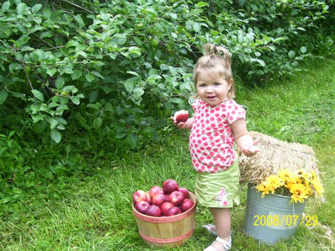 Le temps des pommes
