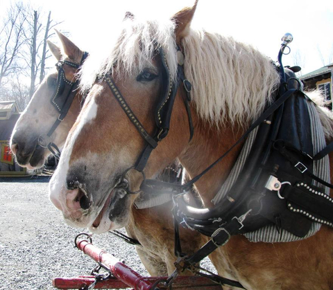 chevaux