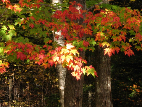 couleur d'automne
