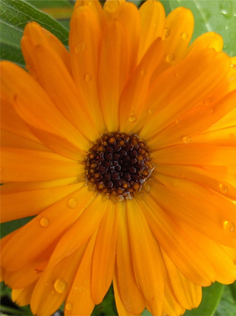 Soleil après la pluie
