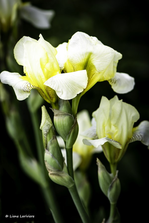 Jolie Fleur