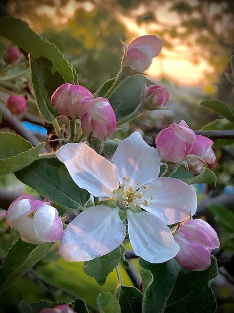 Blanche et rose